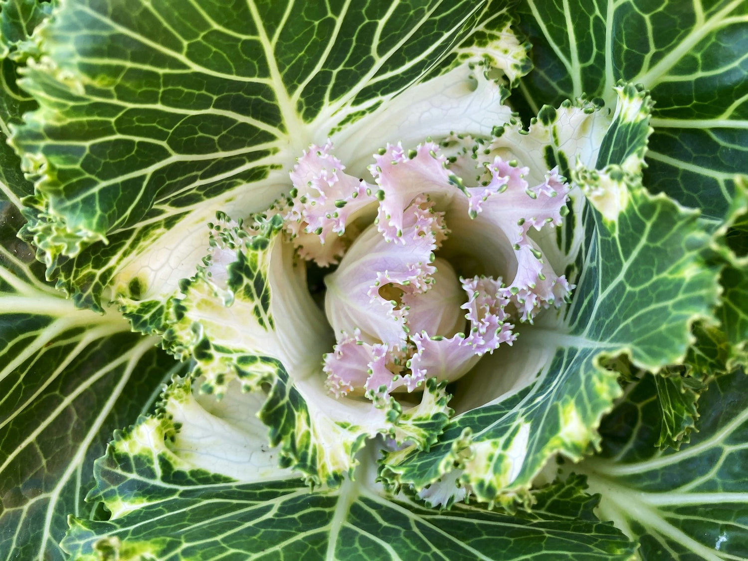 Kale, one of many deer safe flowers in Messinas guide.
