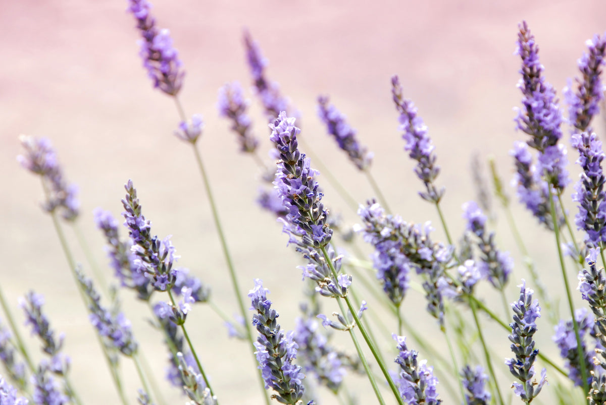 Do Deer Eat Lavender? Your Questions Answered