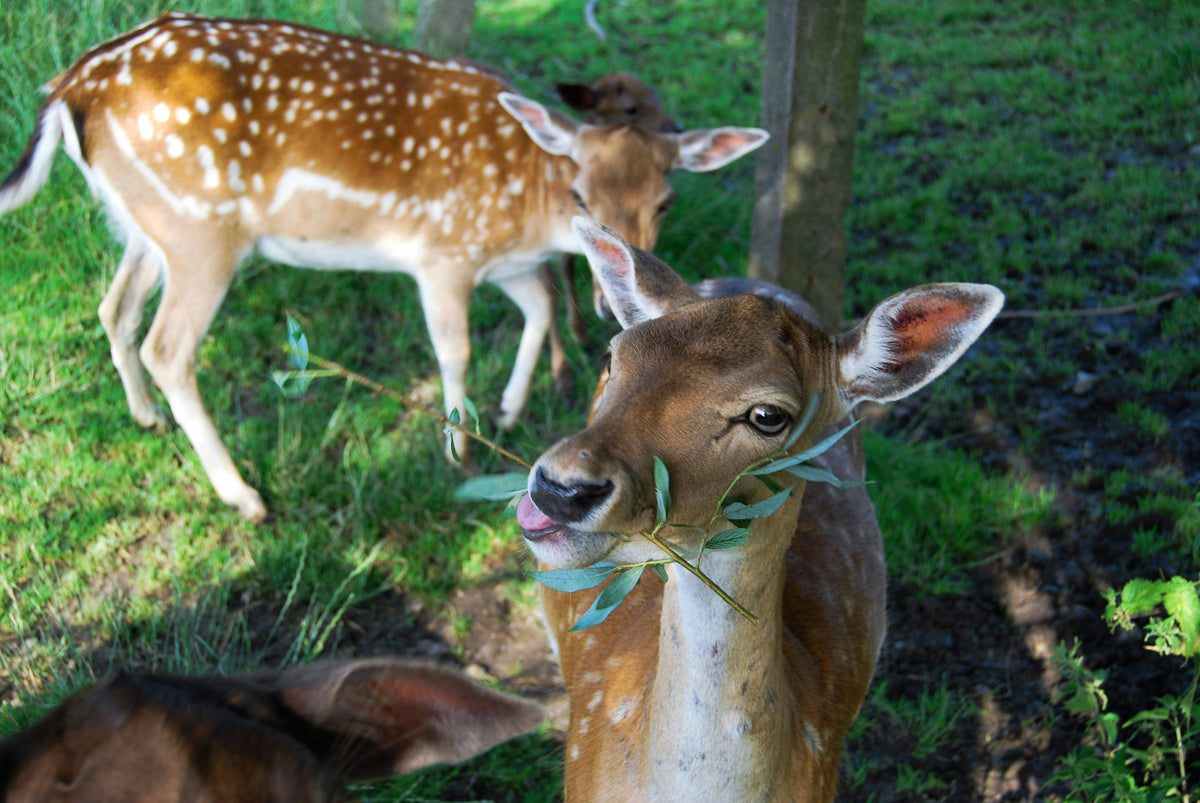 Deer eating mums and pansies and trees in a garden.