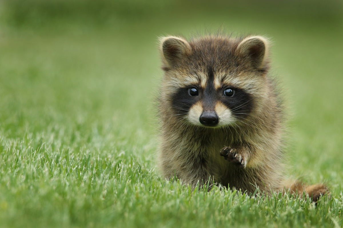 A baby raccoon staying out of an area where animal repellents for gardens was used.