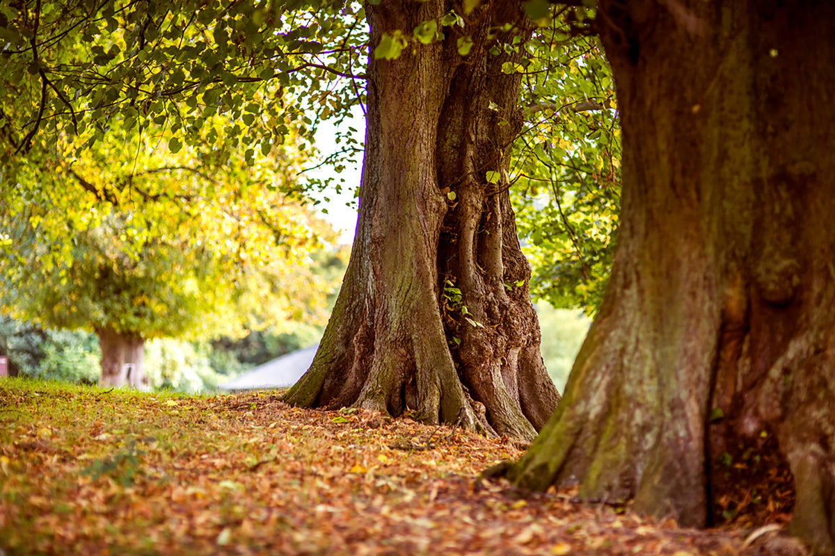 Old trees in a forest are surviving because the groundskeeper has learned how to keep grass and weeds from growing around trees. The leaves are creating a natural mulch around the roots, protecting them from seeds and sun.