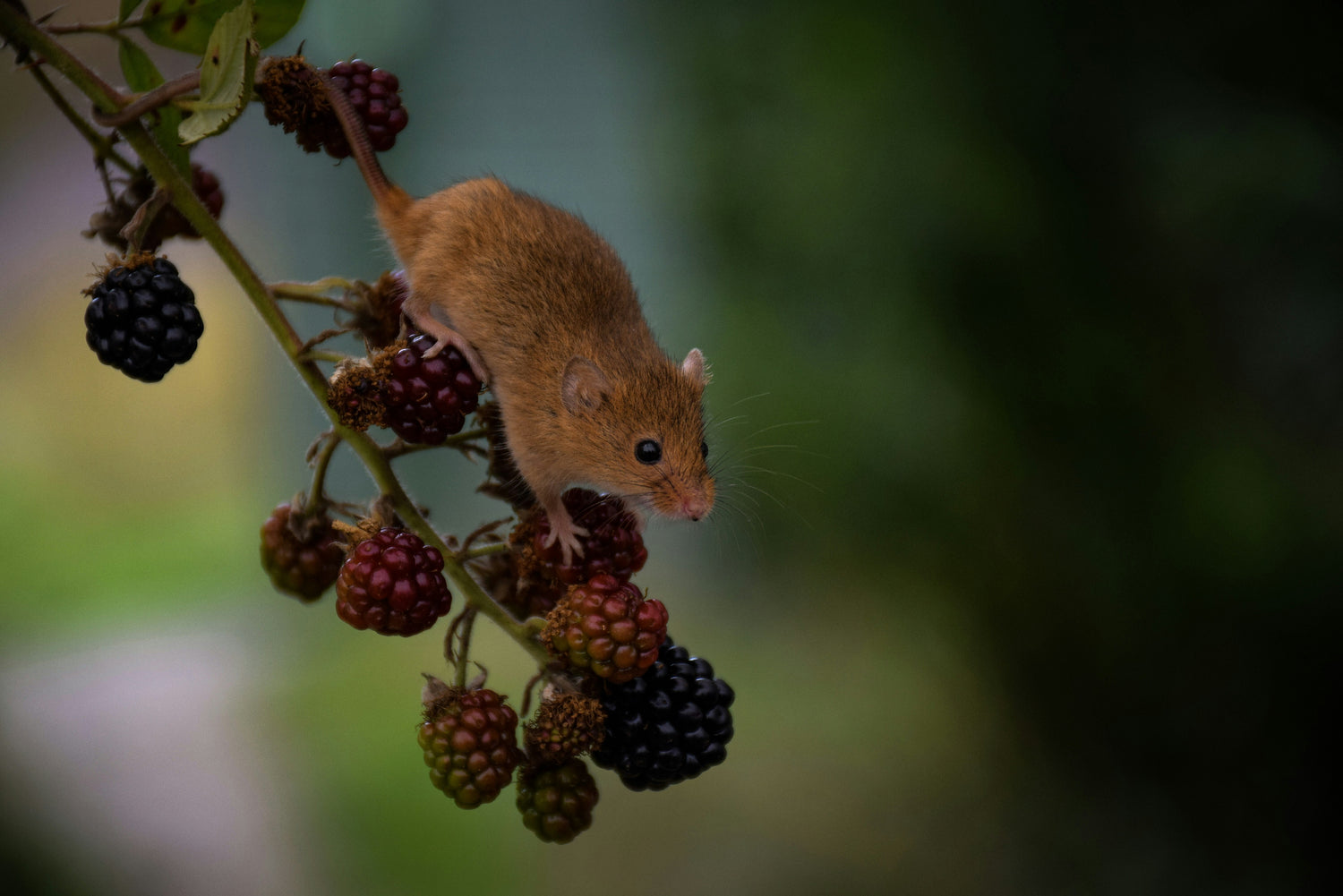How to Naturally Keep Mice Away from Homes and Gardens