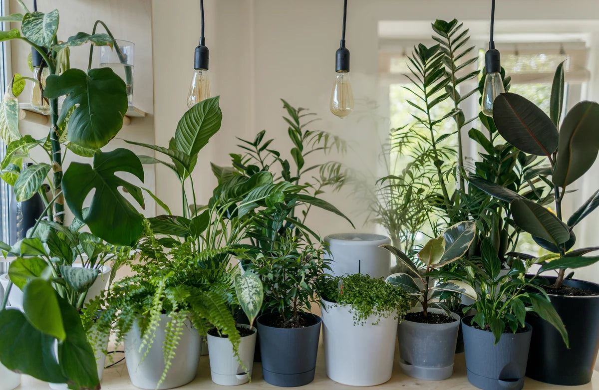 Several houseplants lined up, ready to receive liquid houseplant fertilizer.