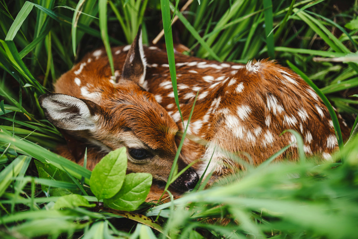A deer sleeping in grass next to a basil plant.
