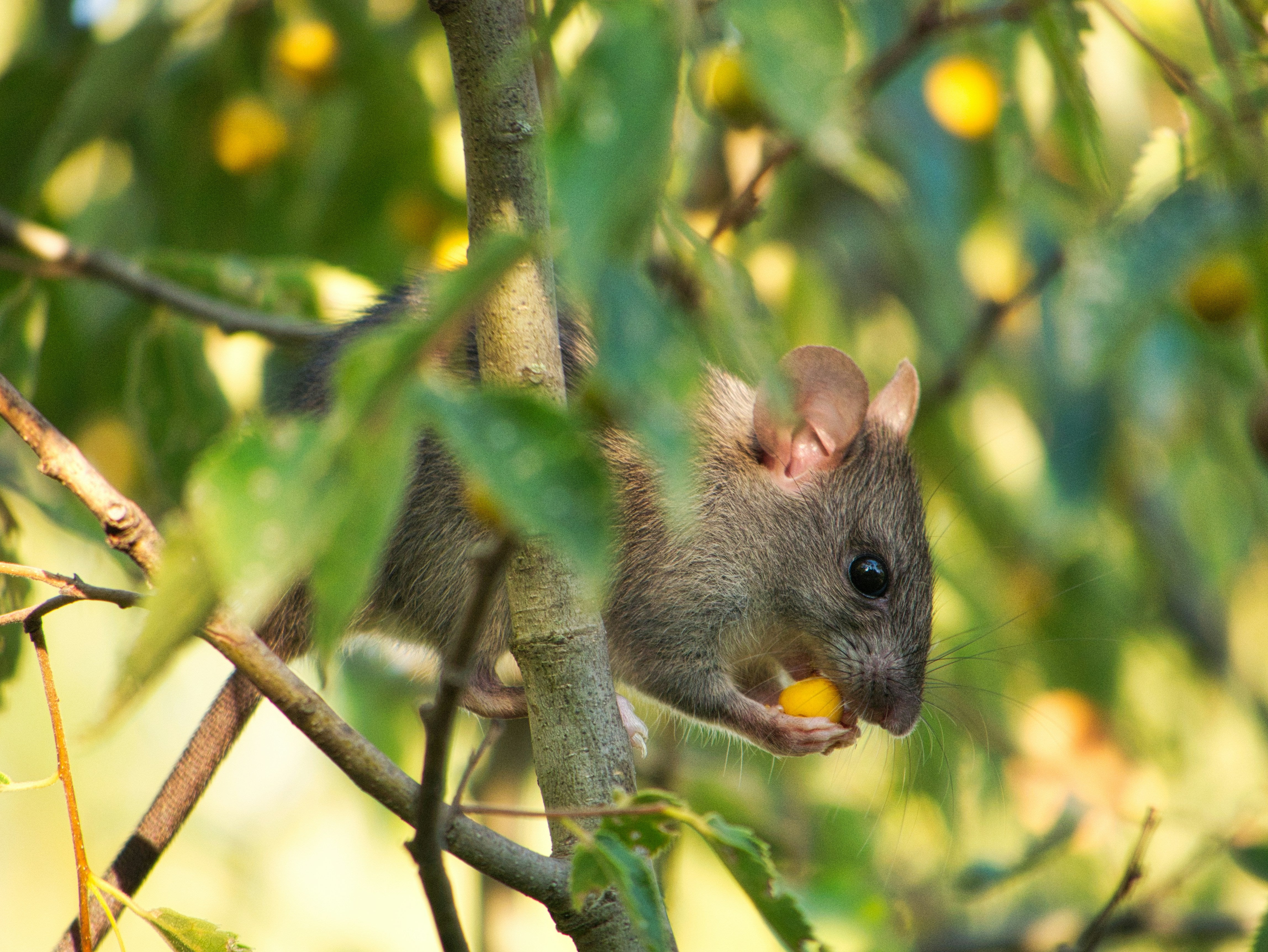 Is Pet Safe Mouse Poison a Myth? Hear From the Experts