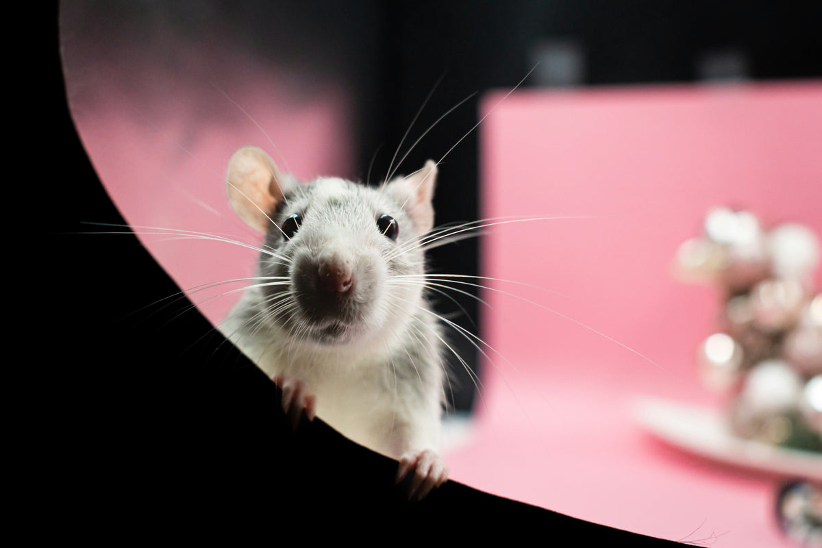 A rat or mouse is peaking over a rounded corner, possibly a door or window. Liquid rat poison isn't the only solution to keeping this furry friend away.