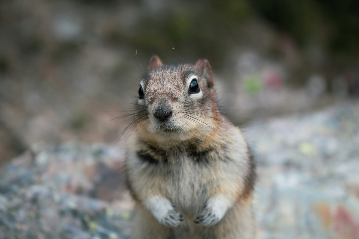A squirrel being deterred from a garden by outdoor rodent repellent.
