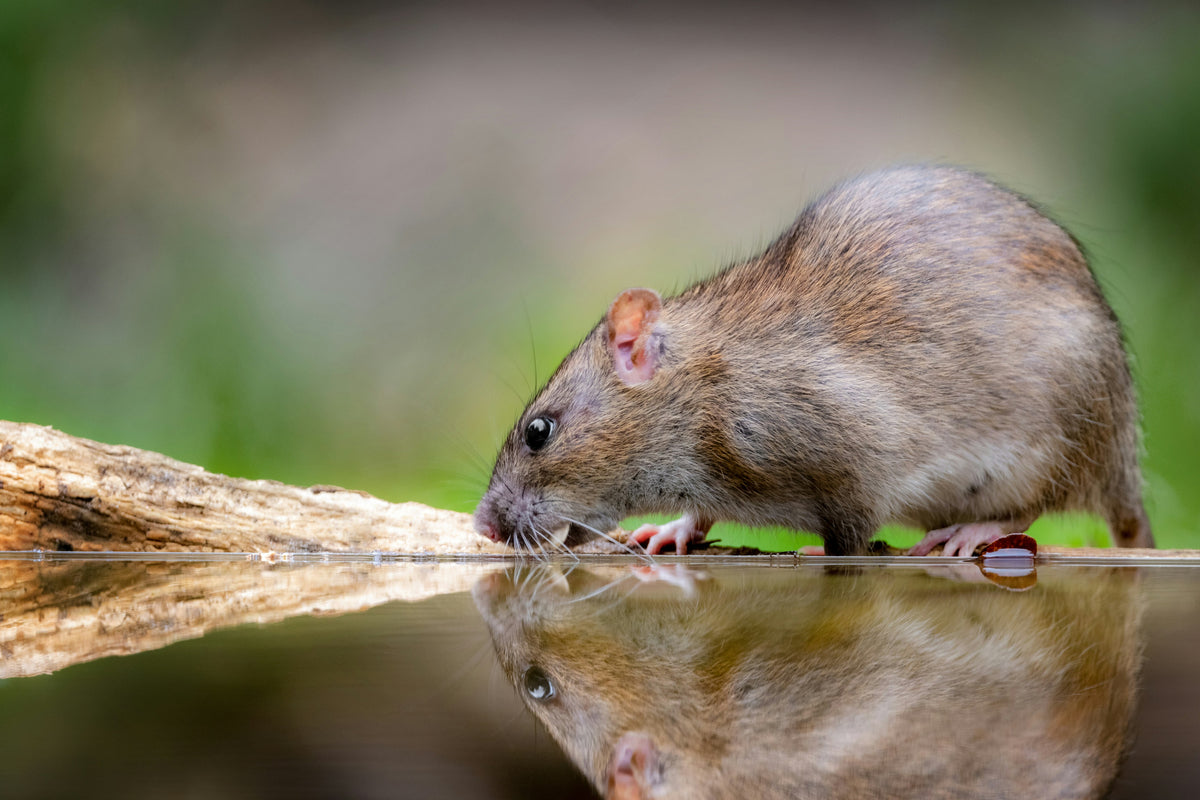 A rat staying out of a garden due to alternatives to professional rat and mouse poison.