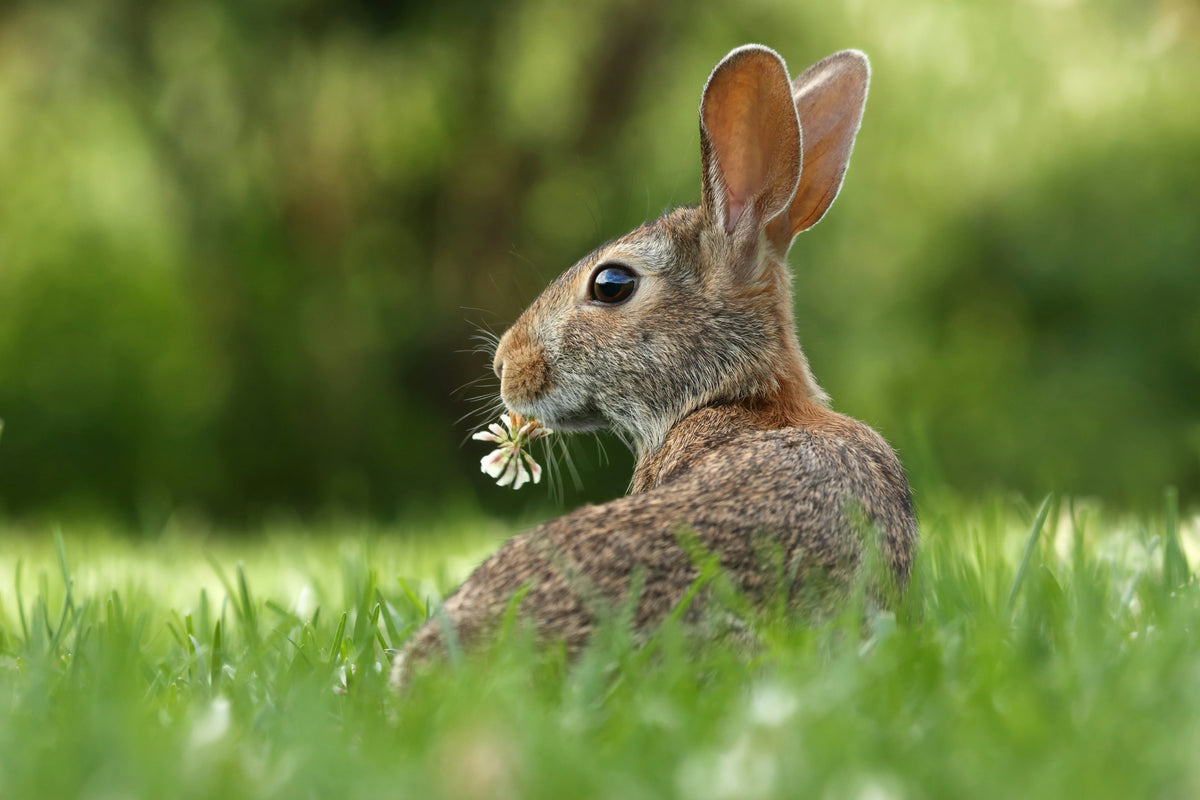 A wild rabbit is eating a flower near a garden that needs rabbit repellent spray.