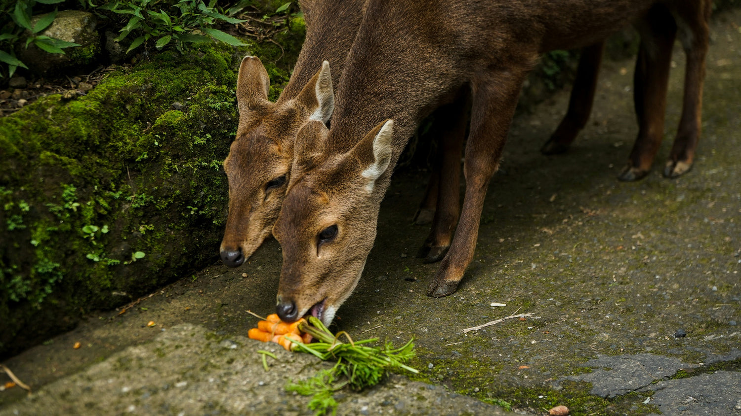 Safeguarding Plants: Do Deer Eat Tomatoes and Peppers?