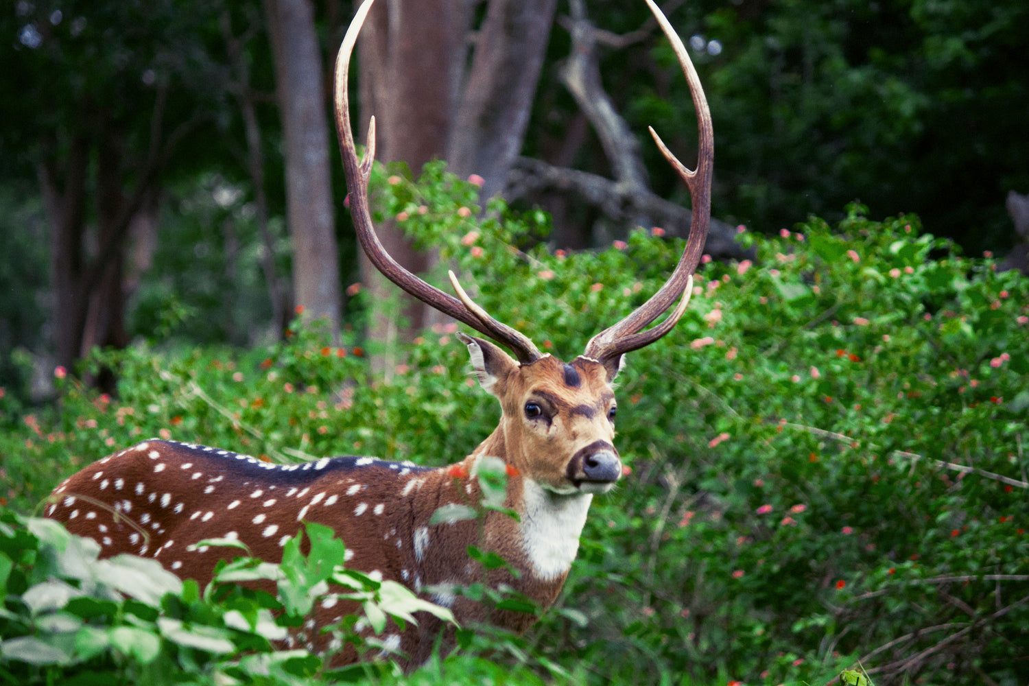 A deer with antlers is hiding away in some bushes, kept away from a garden with deer-resistant winter flowers.