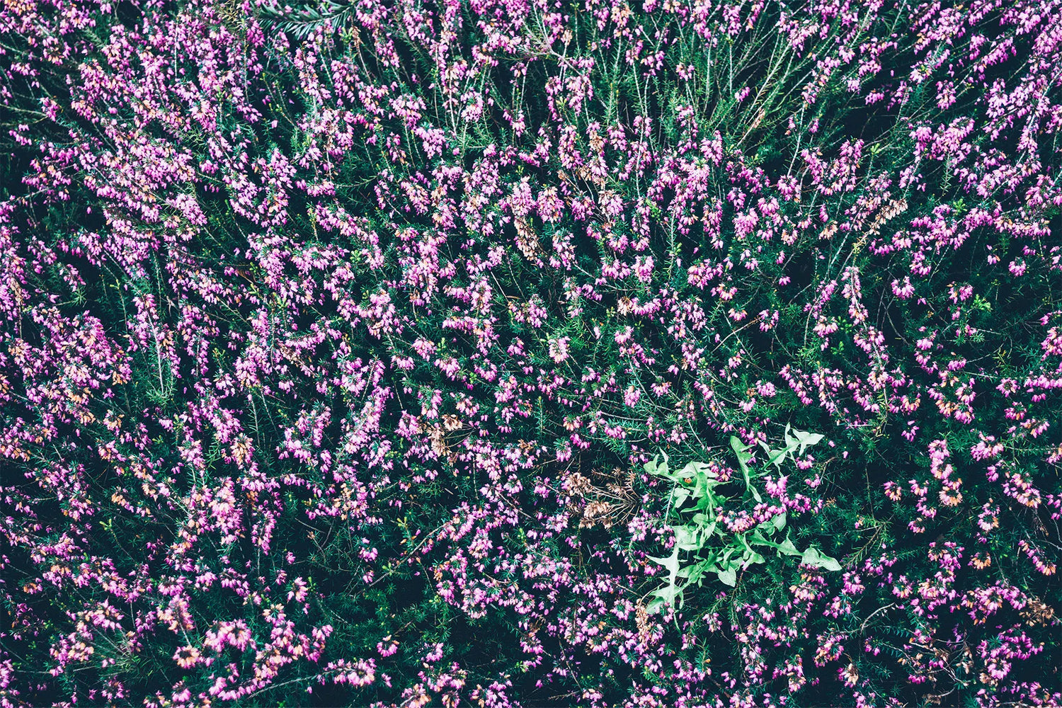 A full flower bed is interrupted by a section of weeds in the middle. Learn how to prevent weeds in flower beds to avoid this.