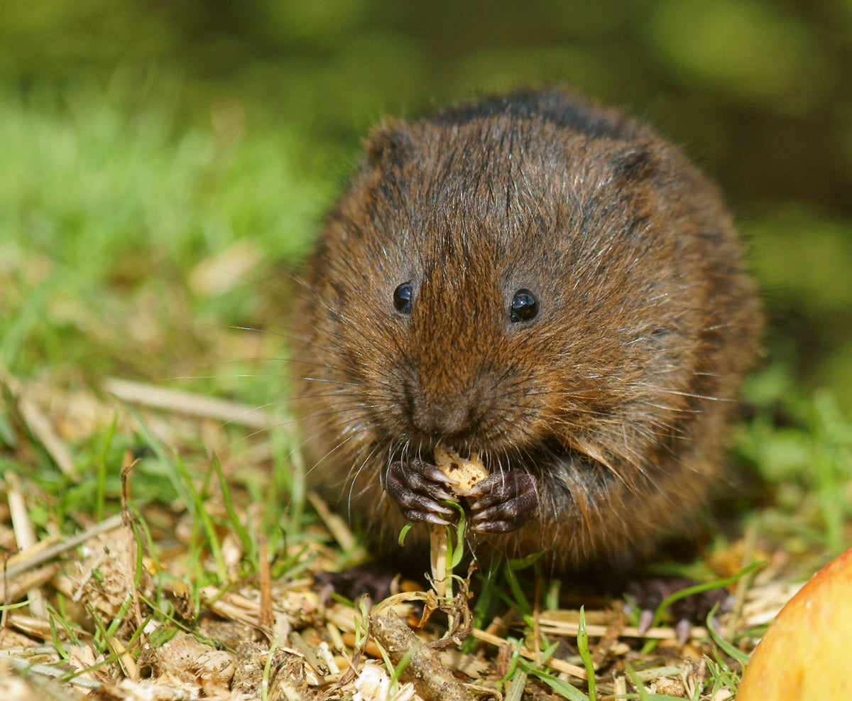 How to Use Vole Repellent Effectively