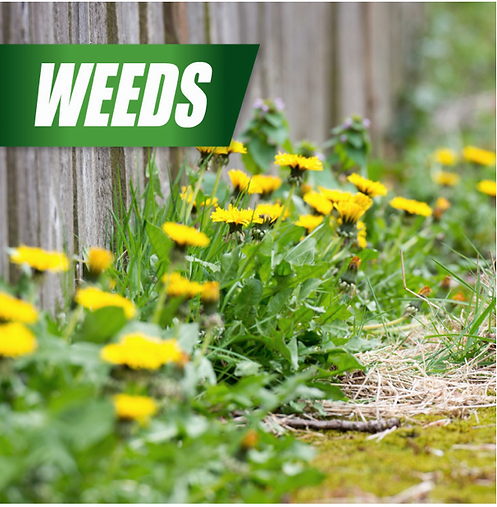 Pulverize Weed Killer for Lawns | Fast, Iron-Based Control