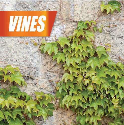Pulverize Weed, Brush & Vine Killer | Kills Roots Fast