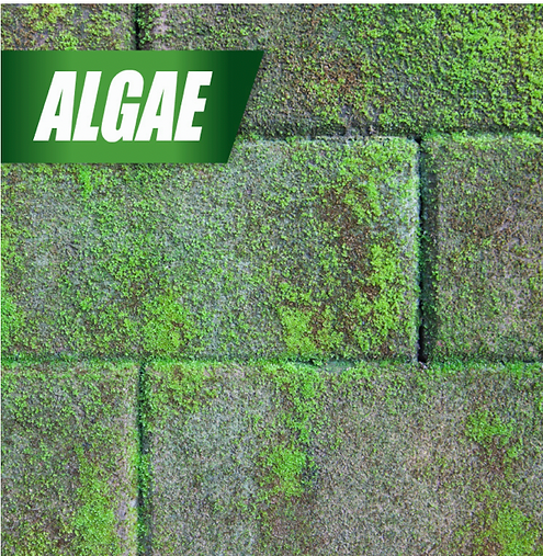 Pulverize Weed Killer for Lawns | Fast, Iron-Based Control