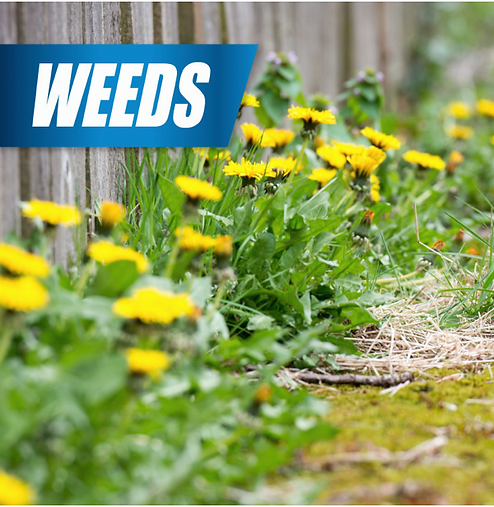 Pulverize Weed & Grass Killer | Fast, Non-Staining Formula