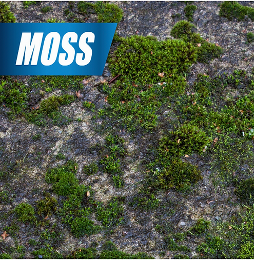 Pulverize Weed & Grass Killer | Fast, Non-Staining Formula