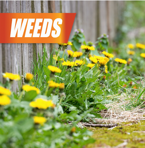 Pulverize Weed, Brush & Vine Killer | Kills Roots Fast