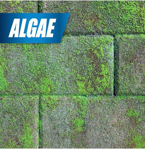 Pulverize Weed & Grass Killer | Fast, Non-Staining Formula