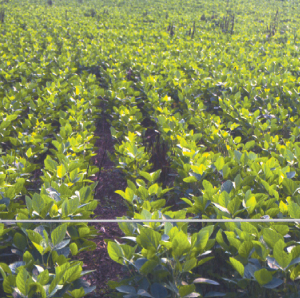Plotsaver Liquid Repellent | Deer Barrier for Food Plots
