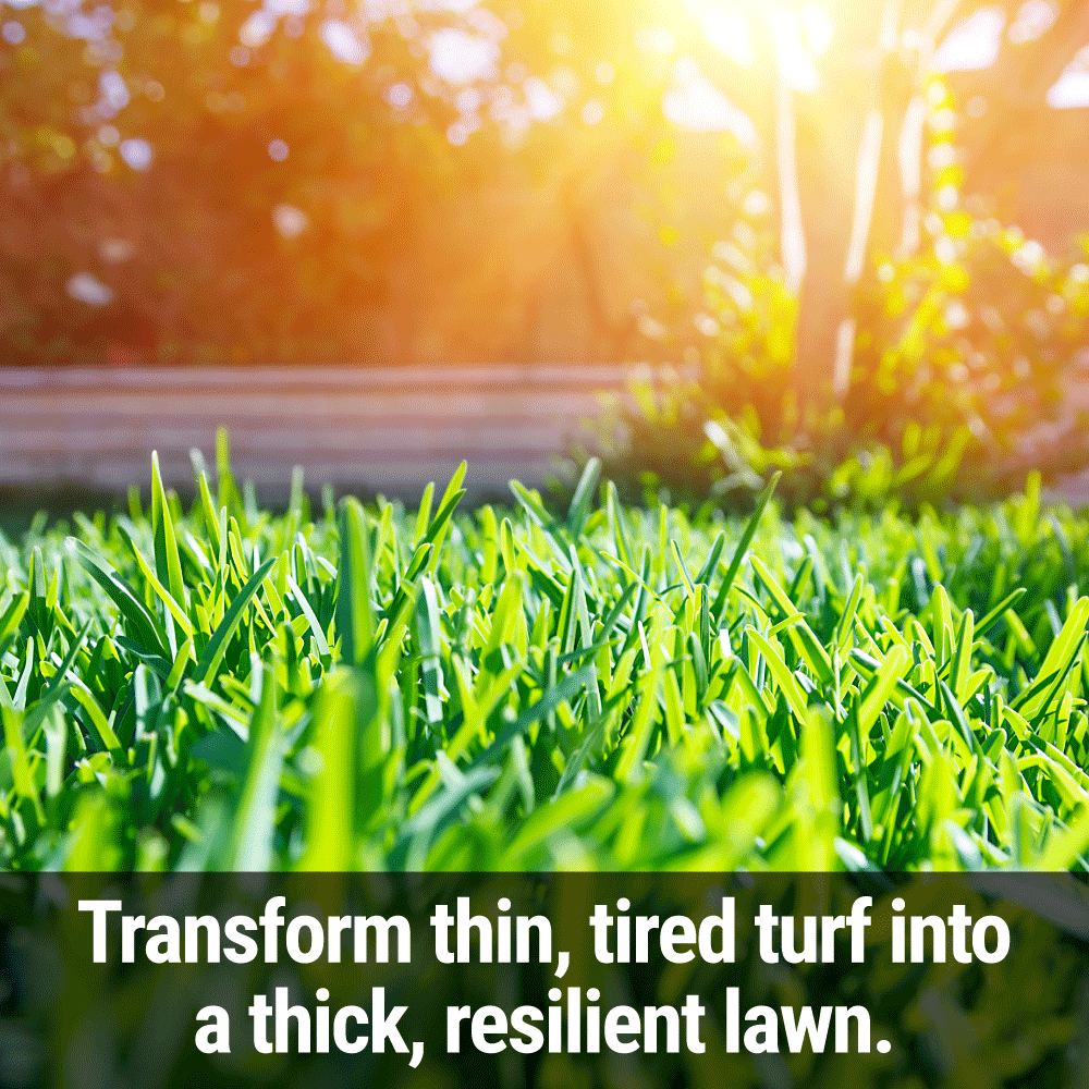 Seedlingers Fix & Feed | All-Purpose Lawn Fertilizer