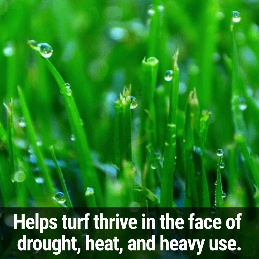 Seedlingers H2O Hold | Turf Fertilizer + Water Enhancer