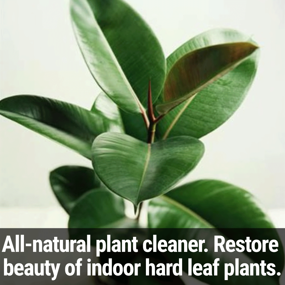 Seedlingers Plant Polish |