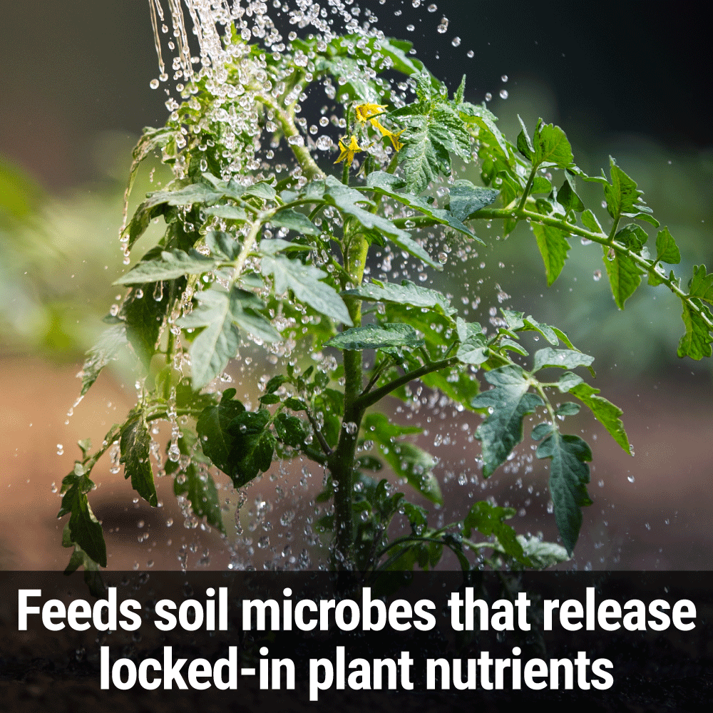 Seedlingers Super Yield | Microbial Plant Food for Healthier Growth