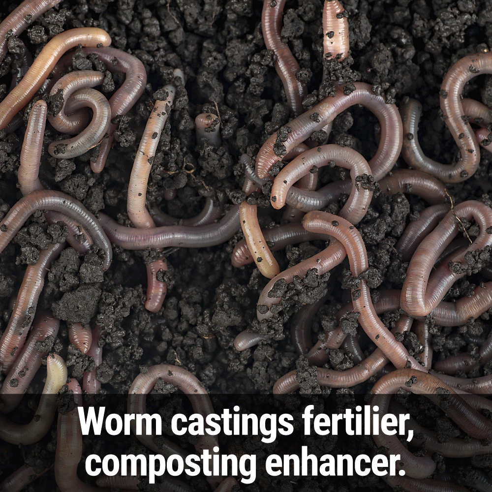 Seedlingers Worm Magic | Natural Worm Castings Fertilizer