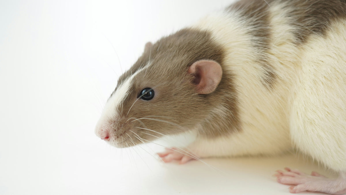 A rat is crawling on a white surface, happy and healthy due to avoiding bait stations for rats.