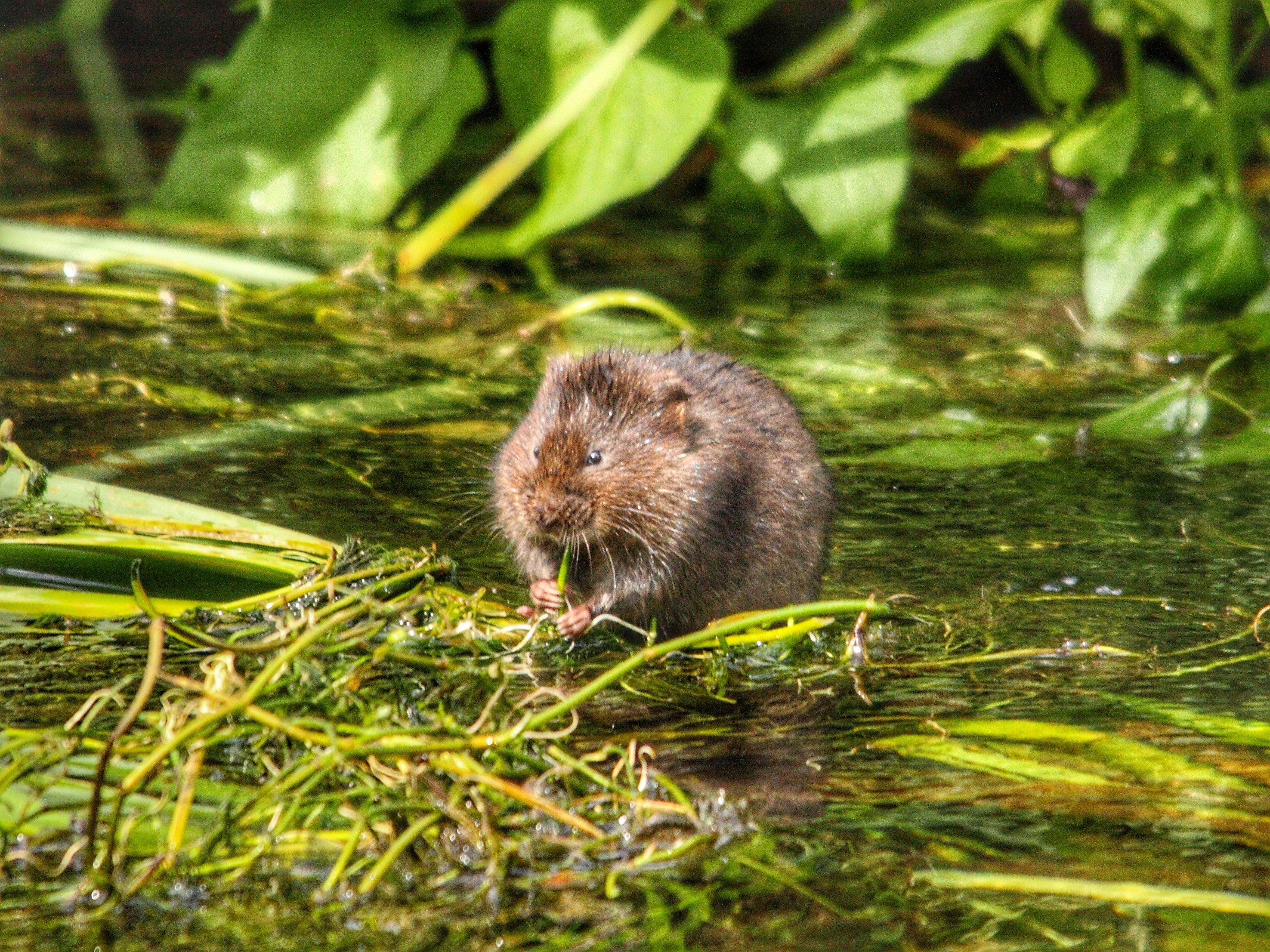A vole is outside of a garden that uses animal stopper. It is enjoying some moss.