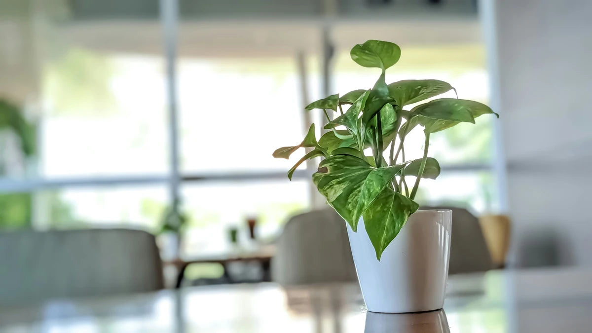 A small indoor plant in a white pot is sitting on a table, waiting to be fertilized in the winter.