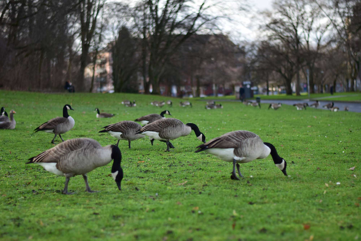 How to keep geese off your lawn during fall migration