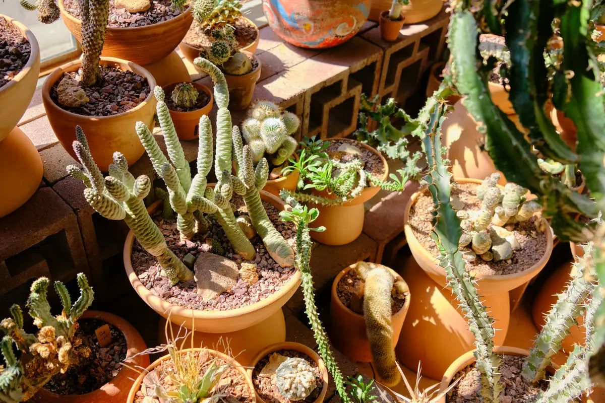 Cactus types of house plants to be moved cross country are sitting in a sunny window.