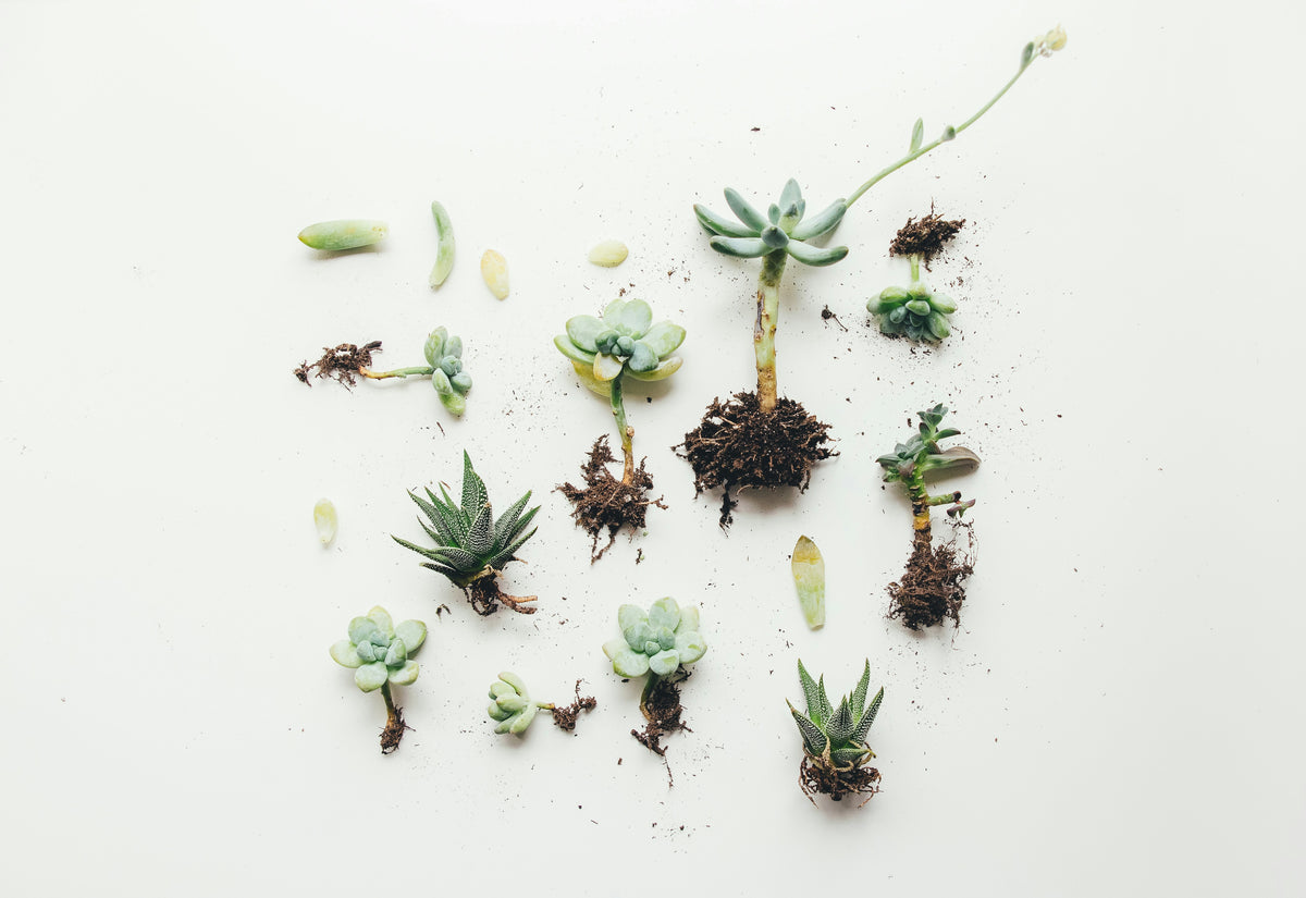 Various indoor plants on a white background that need to be fertilized.