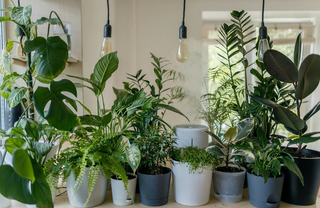 How to Use All-In-One Houseplant Fertilizer | Messinas