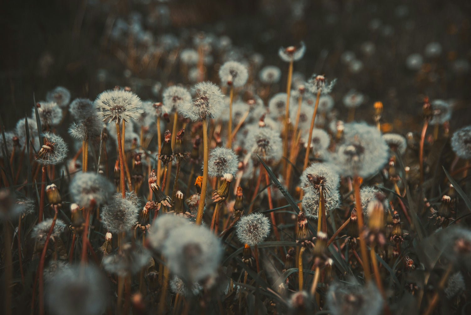 Dandelions are blowing away where someone didn't deweed lawn.