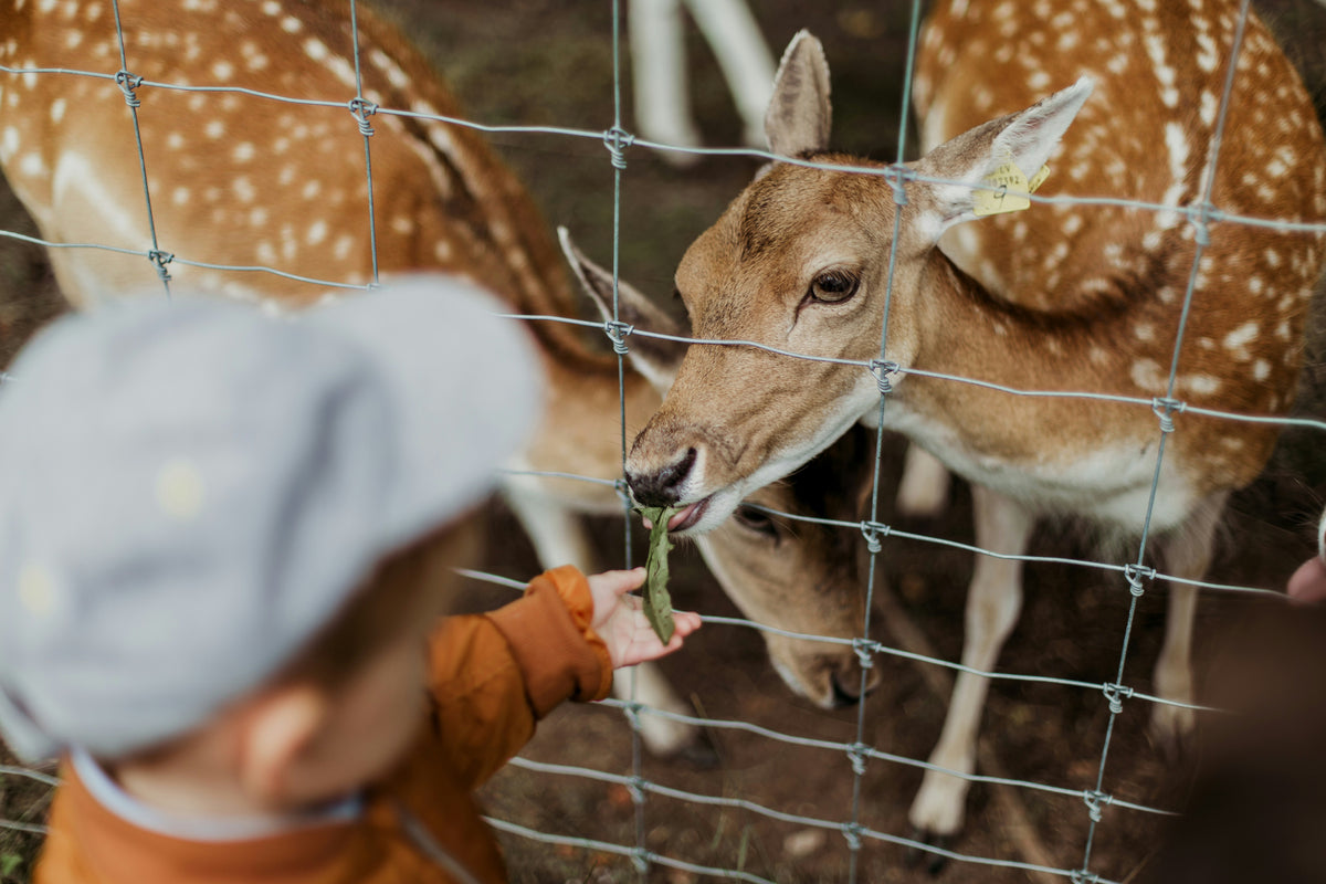 The Ultimate Guide to Deer Fencing Materials | Messinas