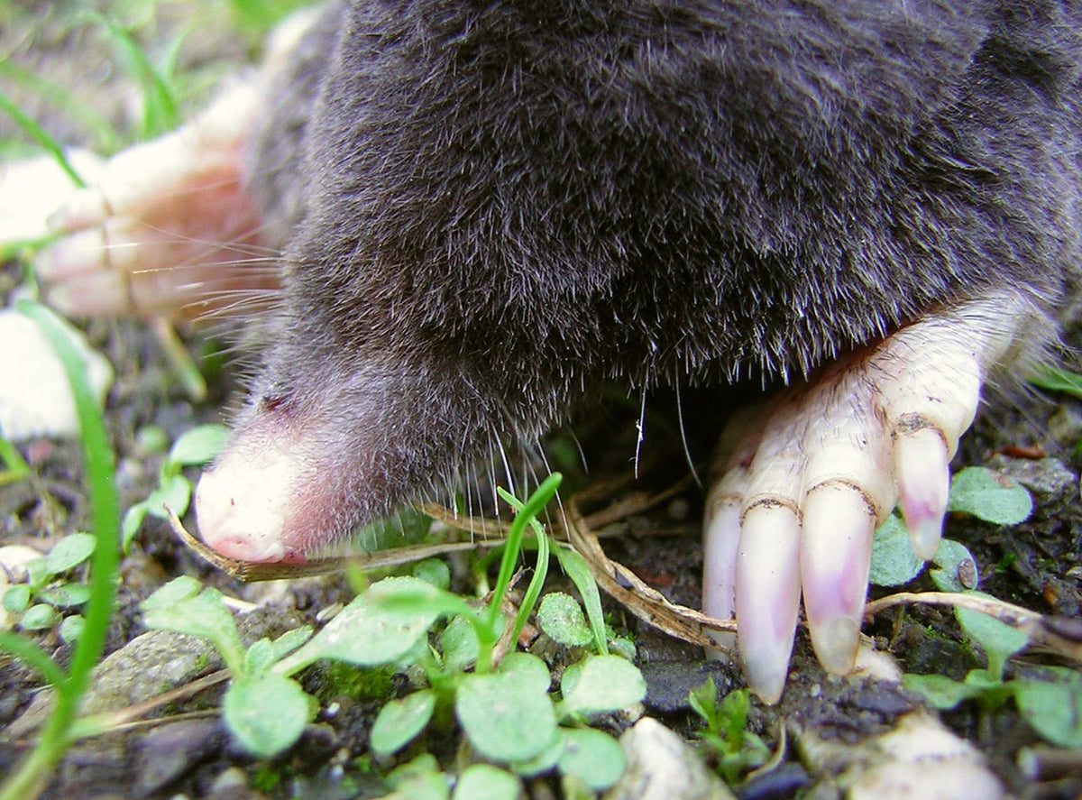 Will Moles Eat My Garden? Messinas Has You Covered