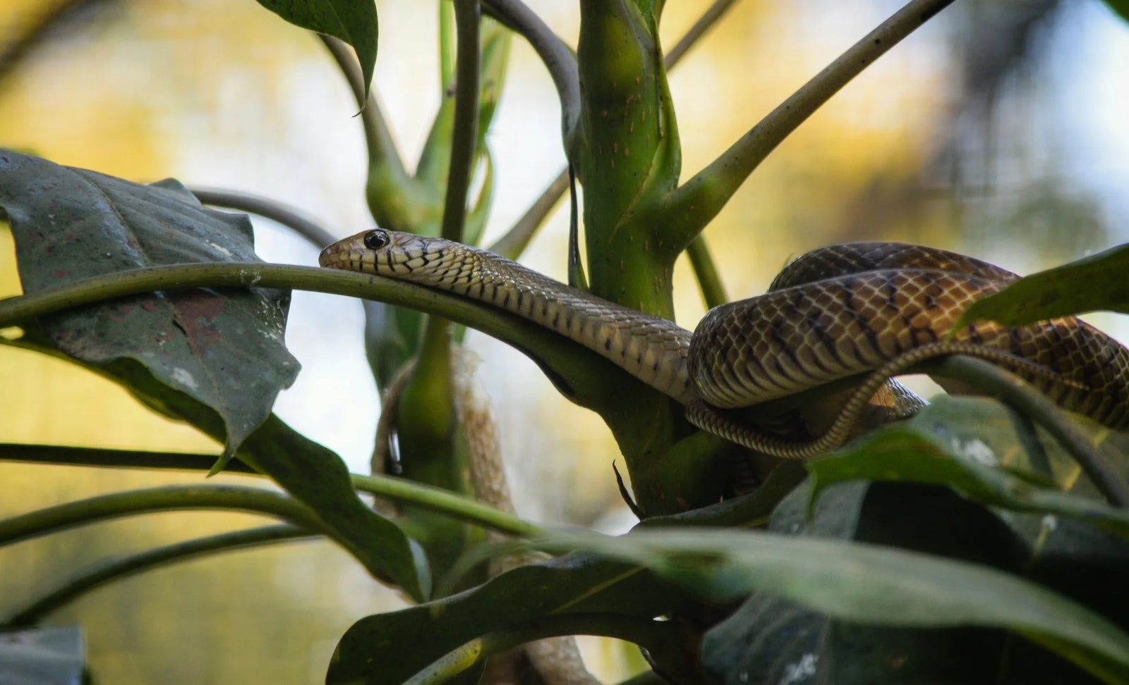 Get Snake Repellent Plants in Your Garden: A Messinas Guide