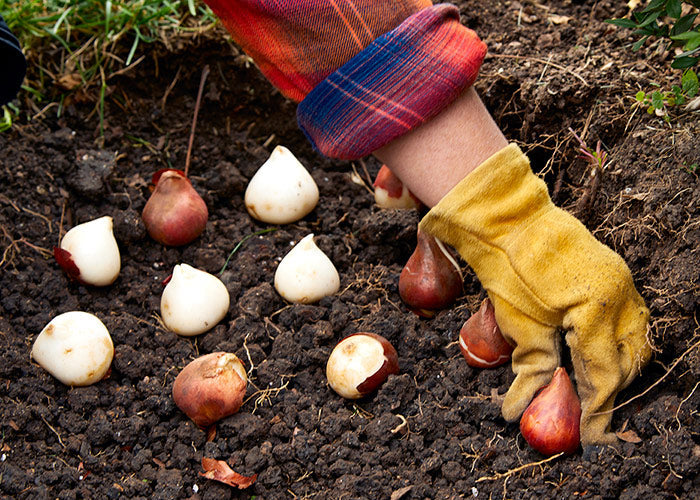 Planting bulbs this fall? Keep squirrels and voles from digging them up