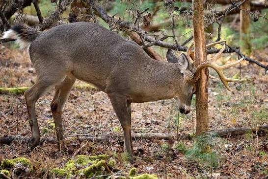 Why deer damage gets worse in fall, and how to stop it
