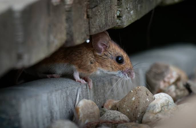 Mice are moving in: 5 places to protect before winter