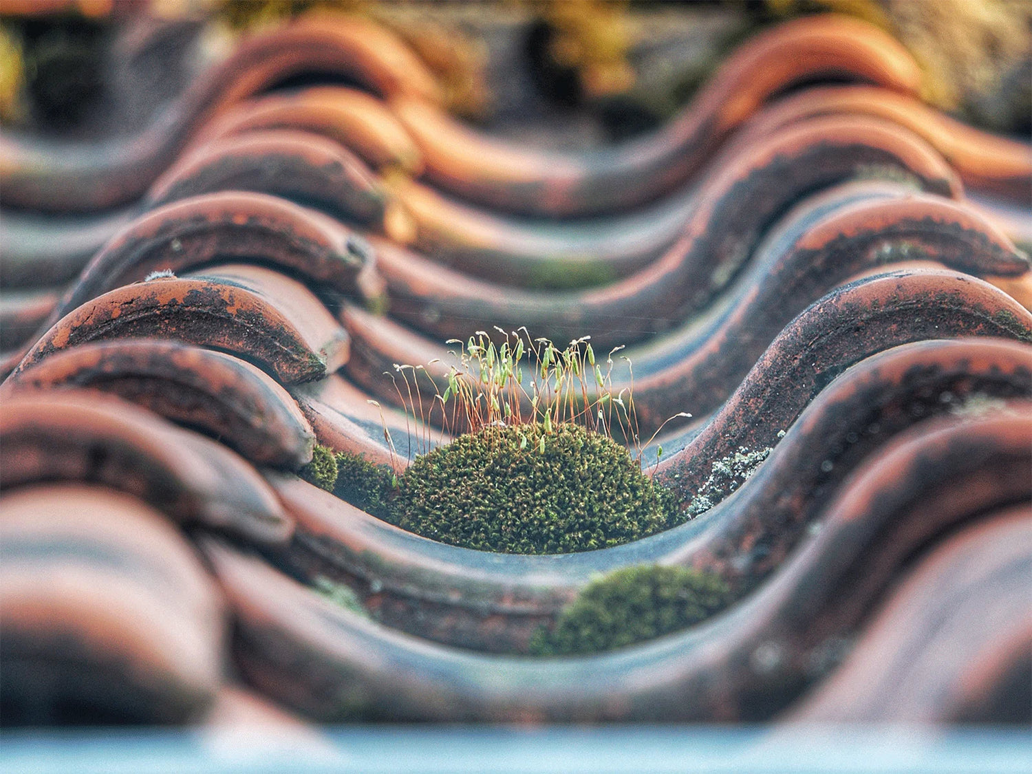 Moss growing on a roof. Moss killer for roof will solve this before it spreads.