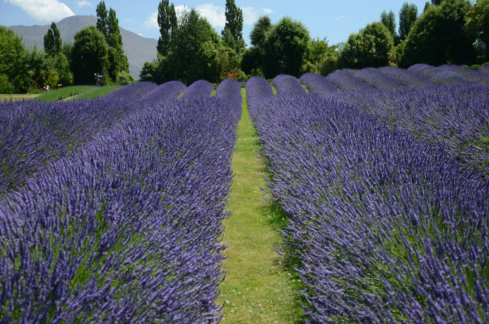 A field of lavender parted by a clean grass path with no weeds.
