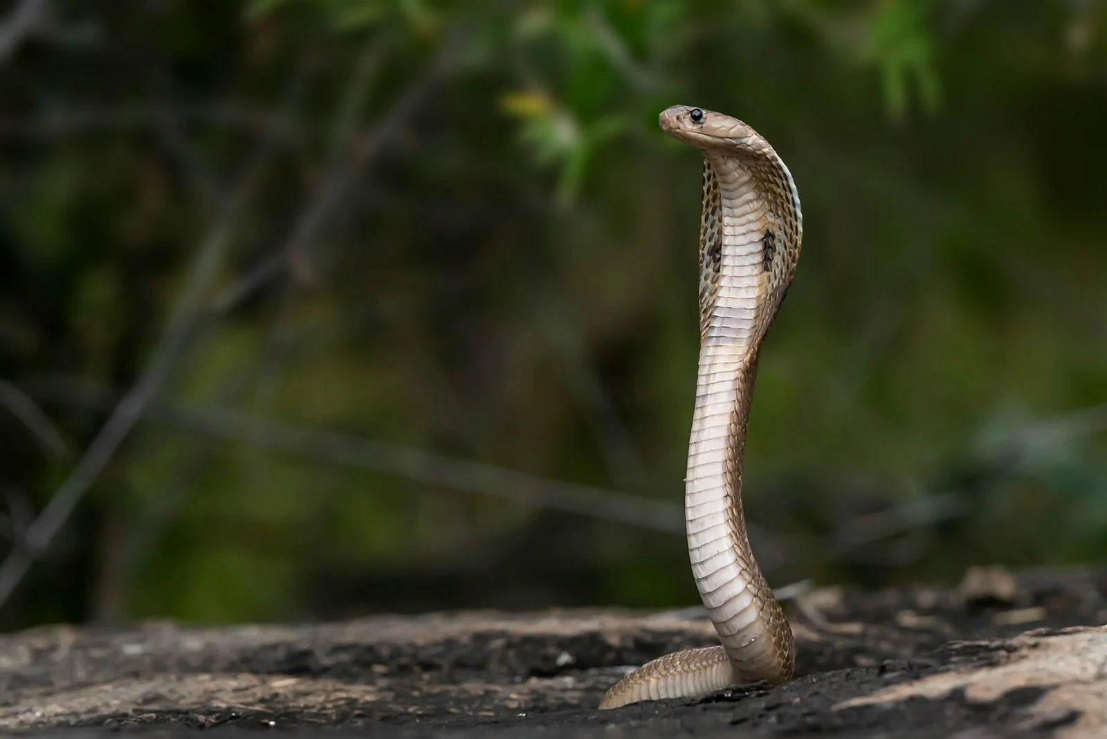 How to Choose The Best Snake Repellent