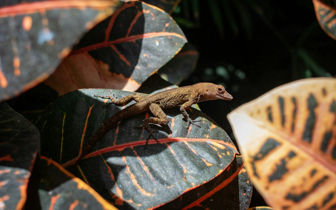 How to Repel Lizards: Ultimate Lizard Repellent Guide