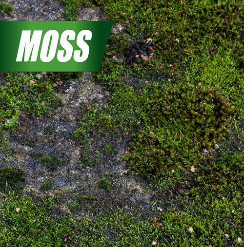 Pulverize Weed Killer for Lawns Concentrate